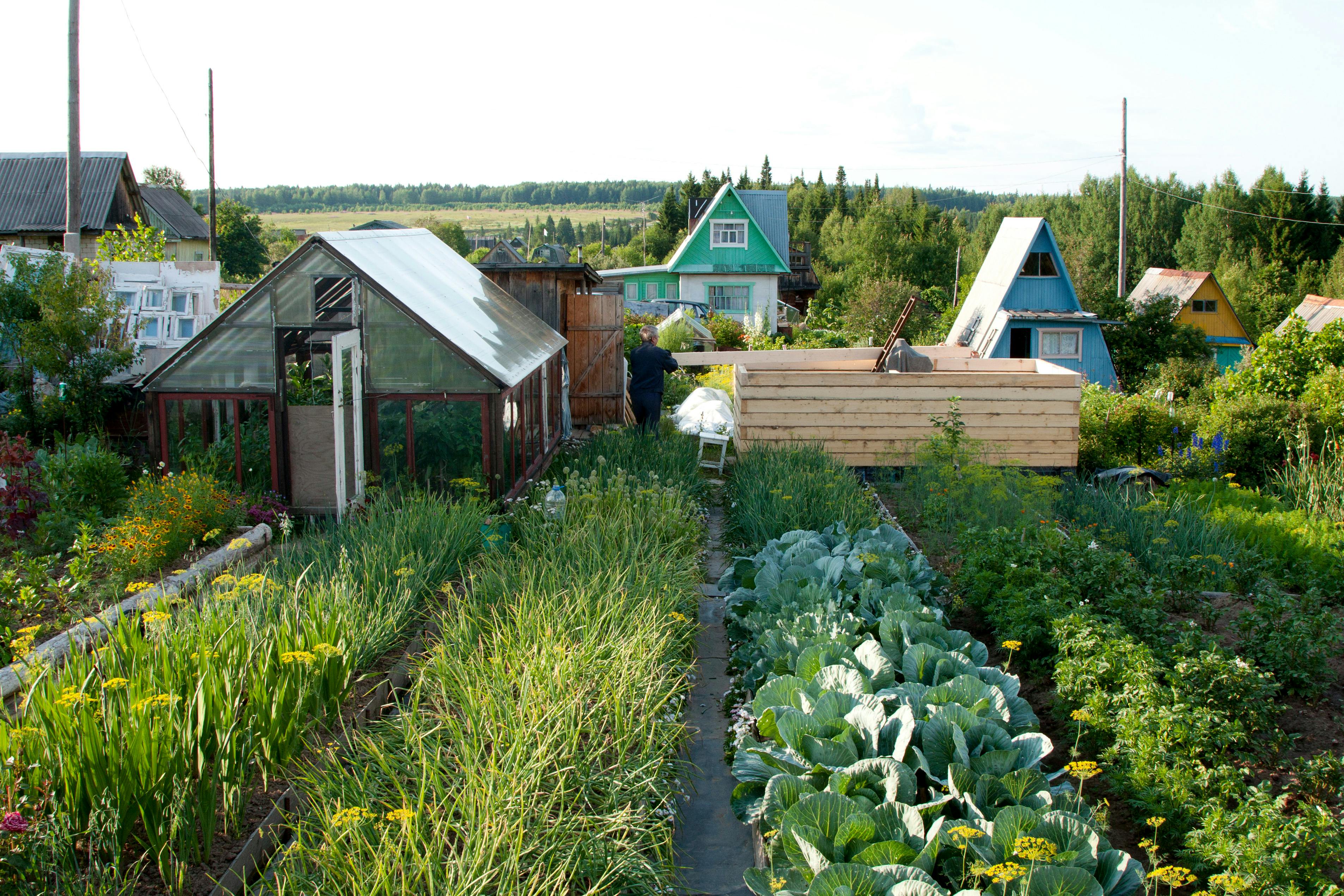 vegetable garden